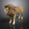 Male Lion with Majestic Mane Standing on Dark Background with Reflective Surface