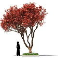 Ornamental Arbor With Lush Vibrant Red Leaves And Human Figure For Scale Decoration