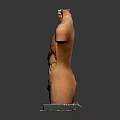 Human Torso Anatomy Model for Medical Education with Internal Organs