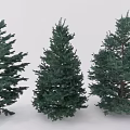 Different Shaped Green Evergreen Coniferous Trees with Lush Foliage and Natural Growth