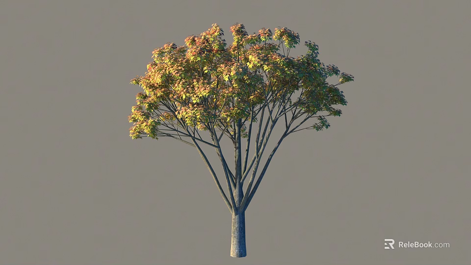 Slender Trunk Arbor With Yellow Green Leaves And Wide Spreading Branches On Gray Background 3d model 