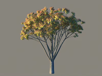 Slender Trunk Arbor With Yellow Green Leaves And Wide Spreading Branches On Gray Background 3d model