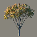 Slender Trunk Arbor With Yellow Green Leaves And Wide Spreading Branches On Gray Background