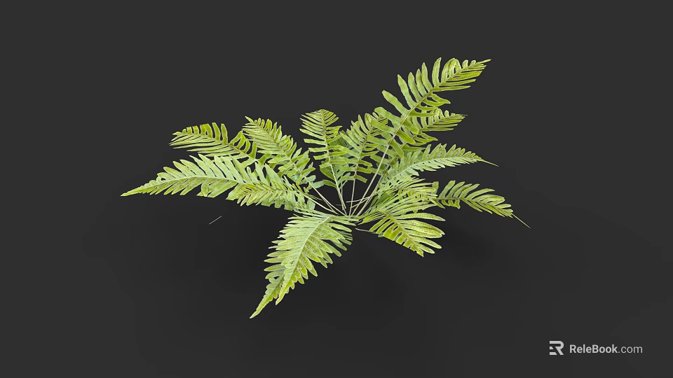 Lush Green Fern Bush with Feathery Leaves Isolated on Black Background 3d model 