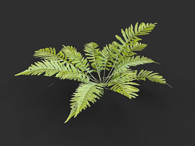 Lush Green Fern Bush with Feathery Leaves Isolated on Black Background 3d model