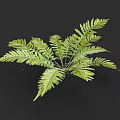 Lush Green Fern Bush with Feathery Leaves Isolated on Black Background