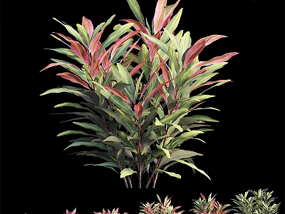 Small Garden Plant with Red and Green Leaves for Decorative Landscaping 3d model