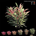 Small Garden Plant with Red and Green Leaves for Decorative Landscaping