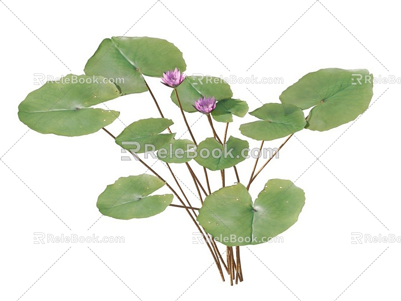 lotus water lily flower white water lily lotus water lotus lotus lotus lotus flower lotus lotus flower lotus flower water cheese floating plants aquatic plants algae aquatic plants 3d model