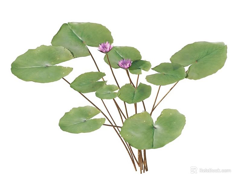 Vibrant Aquatic Plants With Large Green Leaves And Pink Flowers In Natural Setting 3d model 