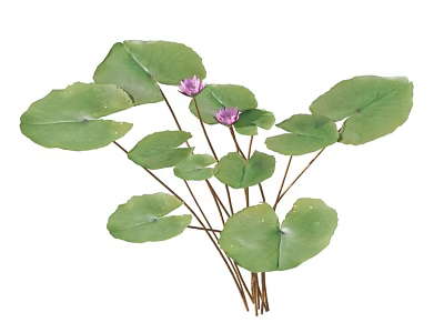 Vibrant Aquatic Plants With Large Green Leaves And Pink Flowers In Natural Setting 3d model