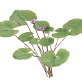 lotus water lily flower white water lily lotus water lotus lotus lotus lotus flower lotus lotus flower lotus flower water cheese floating plants aquatic plants algae aquatic plants 3d model