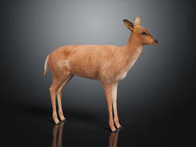 Light Brown Deer Standing on Shiny Black Background with Small Antlers 3d model