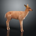 Light Brown Deer Standing on Shiny Black Background with Small Antlers