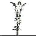 Tall Green Ornamental Grass With Feathery Purple Plumes For Garden Decor