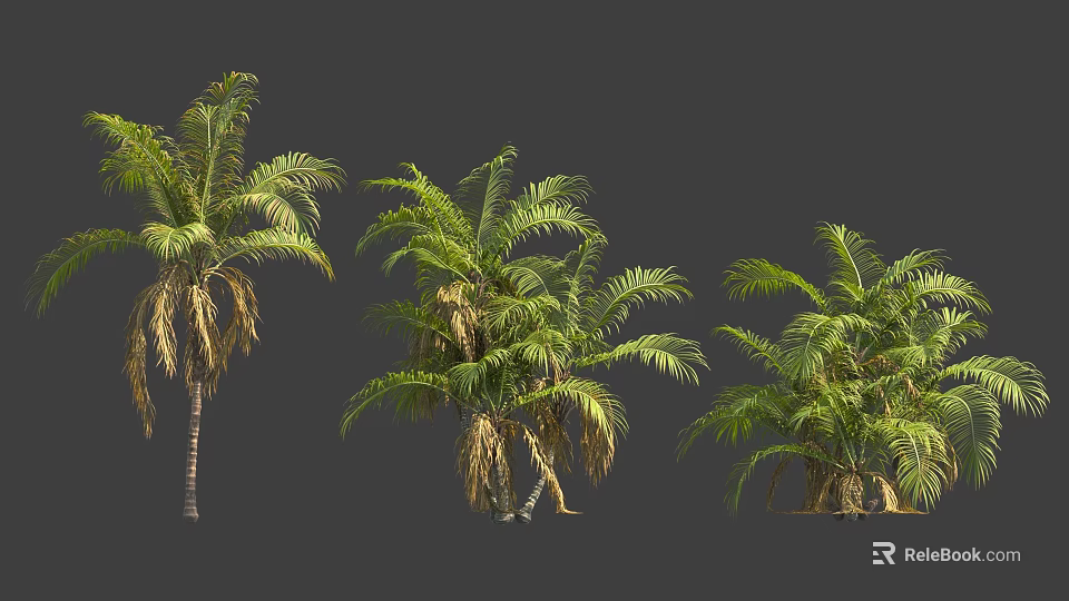 Detailed 3D Render of Three Palm Trees in Different Conditions with Gray Background 3d model 