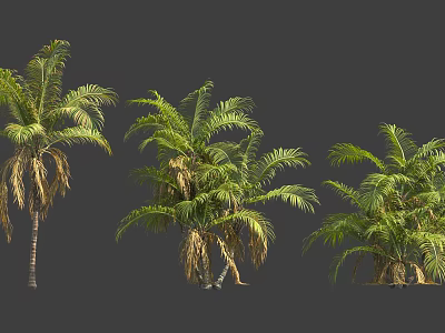 Detailed 3D Render of Three Palm Trees in Different Conditions with Gray Background 3d model