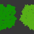 Lush Green Arbor Trees In Square Planters With Dense Foliage And Healthy Growth
