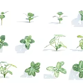 Various Green Plants With Different Leaf Shapes And Sizes Arranged On White Background 3d model