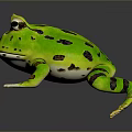 Frog Poison Frog Game Frog Reptile Cold Blooded Animal Reptile 3d model