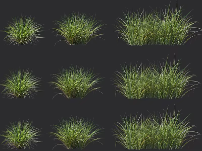 Various Green Grass Types With Different Shapes Displayed On Dark Background 3d model
