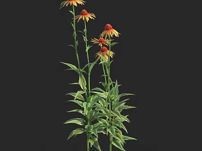 Vibrant Echinacea Flowers With Yellow Red Petals And Tall Green Leafy Stems 3d model