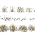 Yellowish Brown Grasses with White Covering Various Forms Upright and Slightly Curved on Gray Background