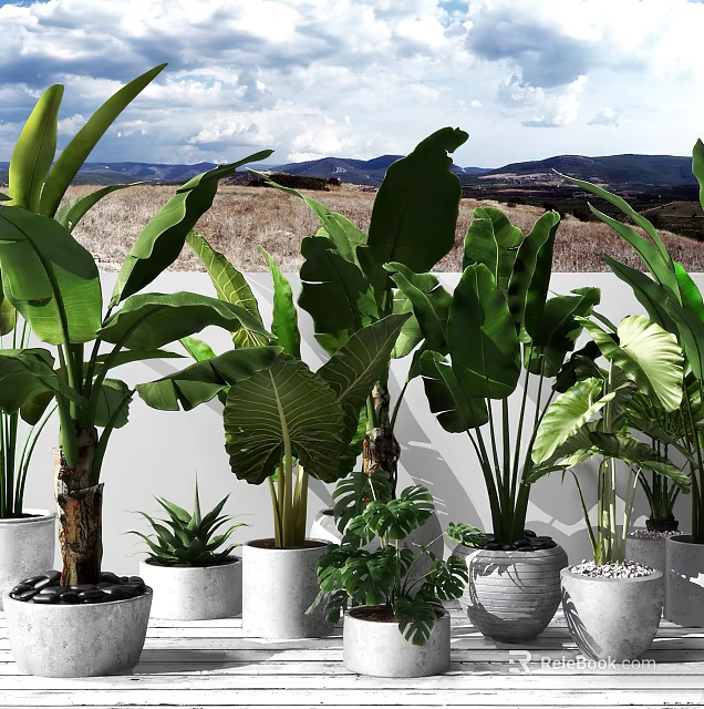 Various Large Leaf Potted Plants In Decorative Pots For Outdoor Garden 3d model 