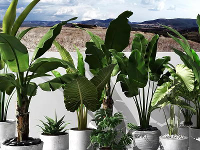 Various Large Leaf Potted Plants In Decorative Pots For Outdoor Garden 3d model
