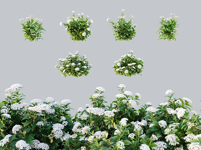 Various White Flowering Plants With Green Leaves For Garden Landscaping Design 3d model