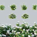 Various White Flowering Plants With Green Leaves For Garden Landscaping Design