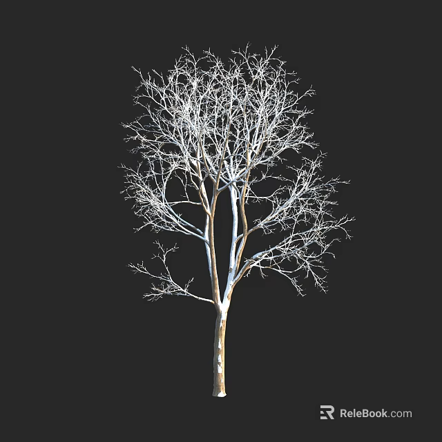 Deciduous Tree With Bare Branches Isolated On Black Background Natural Structure 3d model 
