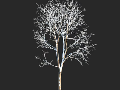 Deciduous Tree With Bare Branches Isolated On Black Background Natural Structure 3d model