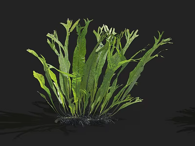 Lush Aquatic Plants With Long Green Leaves For Water Garden Decoration 3d model