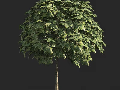 Lush Green Arbor With Dense Foliage And Slender Trunk In Full Crown 3d model