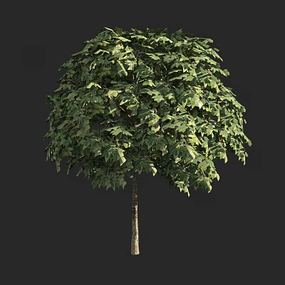 Lush Green Arbor With Dense Foliage And Slender Trunk In Full Crown 3d model