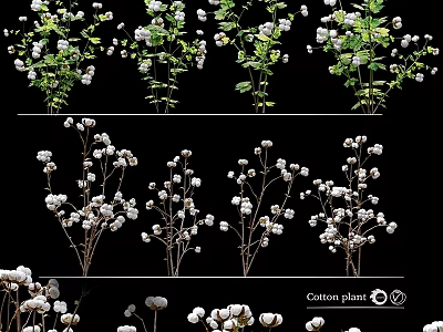 Garden Decor Showcasing Cotton Plants With White Blooms And Green Leaves 3d model