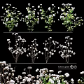 Garden Decor Showcasing Cotton Plants With White Blooms And Green Leaves