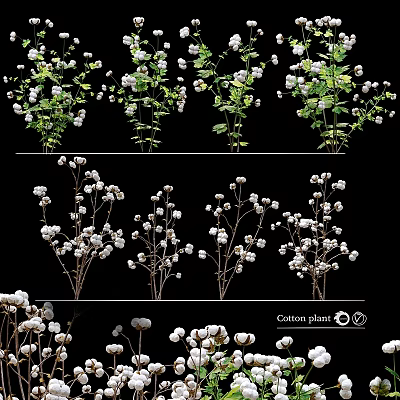 Garden Decor Showcasing Cotton Plants With White Blooms And Green Leaves 3d model