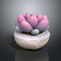 Elegant Pink Purple Succulent Plant With Plump Leaves In White Stone Pot
