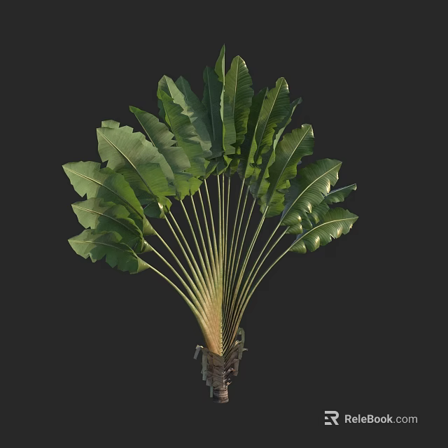Bonsai Plant With Large Green Fan Shaped Leaves And Slender Stem 3d model 