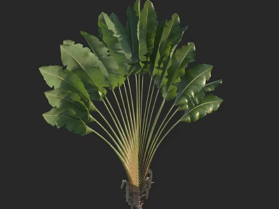 Bonsai Plant With Large Green Fan Shaped Leaves And Slender Stem 3d model