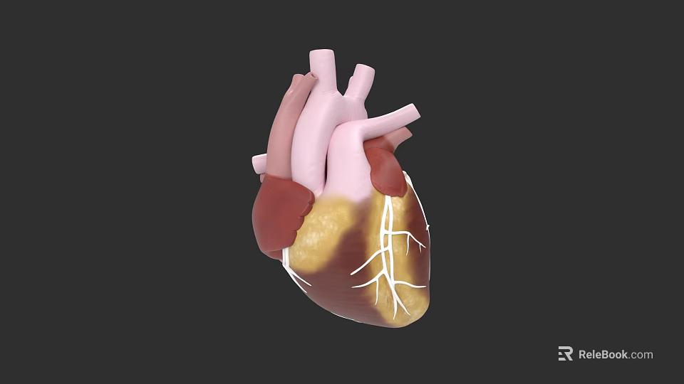3D Rendered Human Heart Anatomical Structure As Chest Organ With Blood Vessels 3d model 