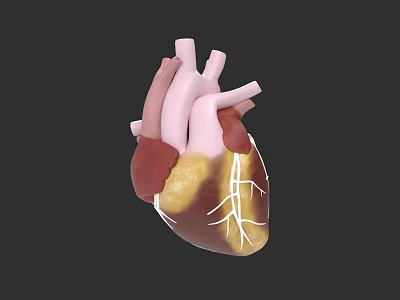 3D Rendered Human Heart Anatomical Structure As Chest Organ With Blood Vessels 3d model