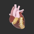 3D Rendered Human Heart Anatomical Structure As Chest Organ With Blood Vessels