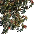 Ornamental Garden Tree With Red And Green Foliage In Landscape Design Near Silhouette Figure