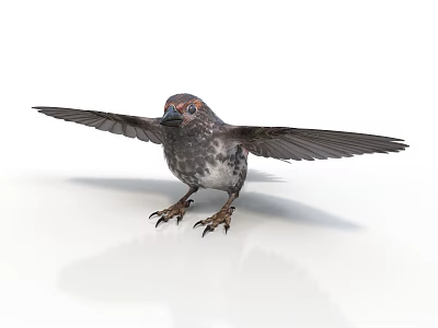 Realistic Small Bird With Spread Wings Standing On White Background Showing Detailed Feathers And Claws 3d model