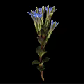 Beautiful Plant With Blue Flowers Green Stems And Leaves On Black Background