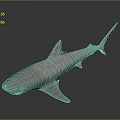 Grey Striped Shark Swimming With Distinctive Body Patterns And Sharp Fins