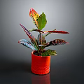 Vibrant Variegated Leaf Houseplant In Red Textured Pot On Gray Background